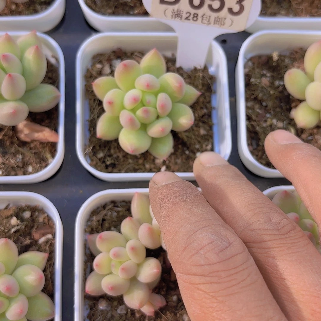 D653岩字一物一拍