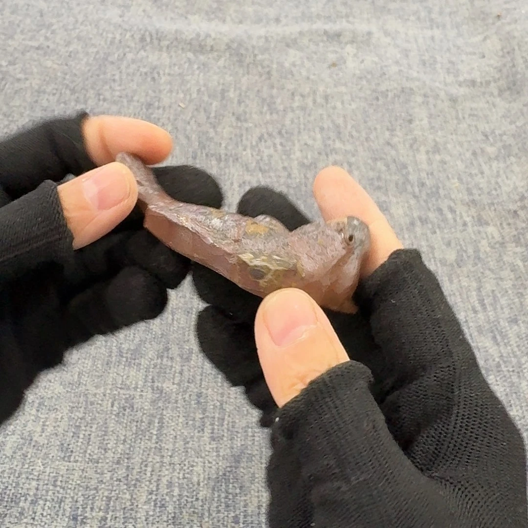 非常美丽漂亮的物品