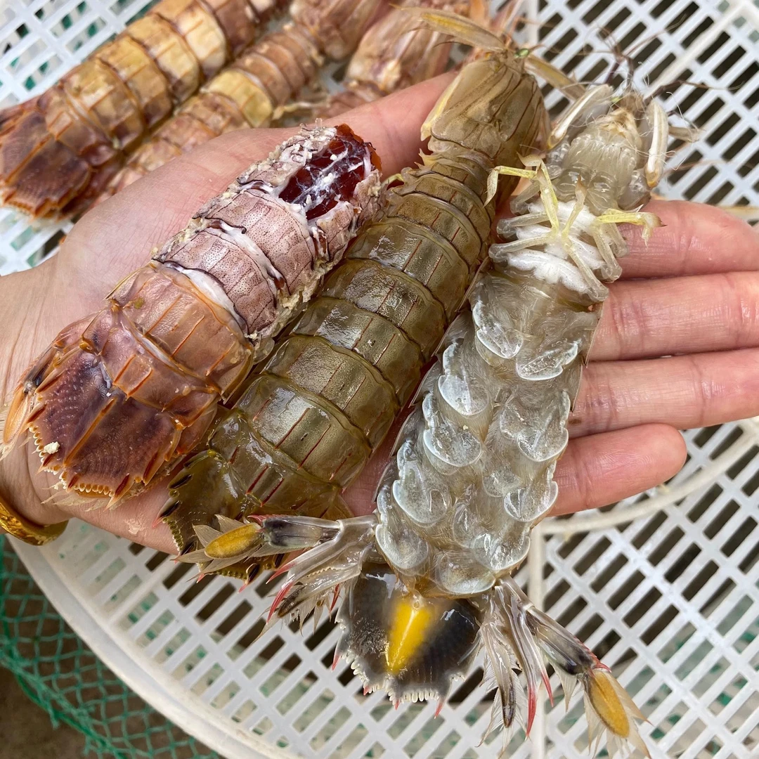 东港野生公虾爬子 2斤（保鲜不保活）介意大小不均匀勿拍