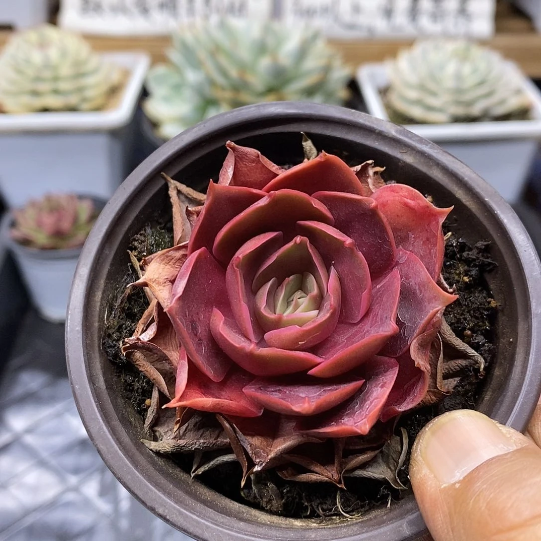 30127 红滩多肉植物