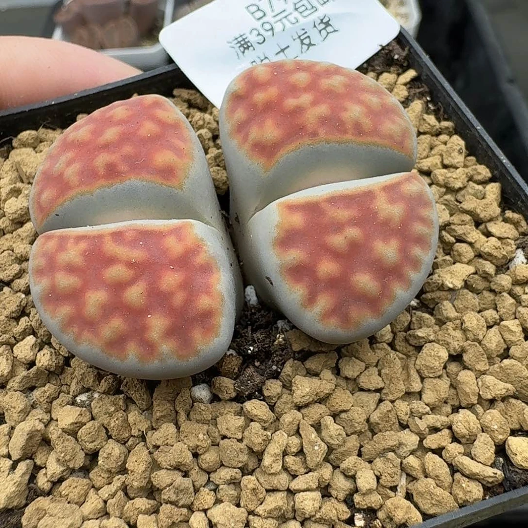 796多肉哈哈哈哈哈哈哈给哈