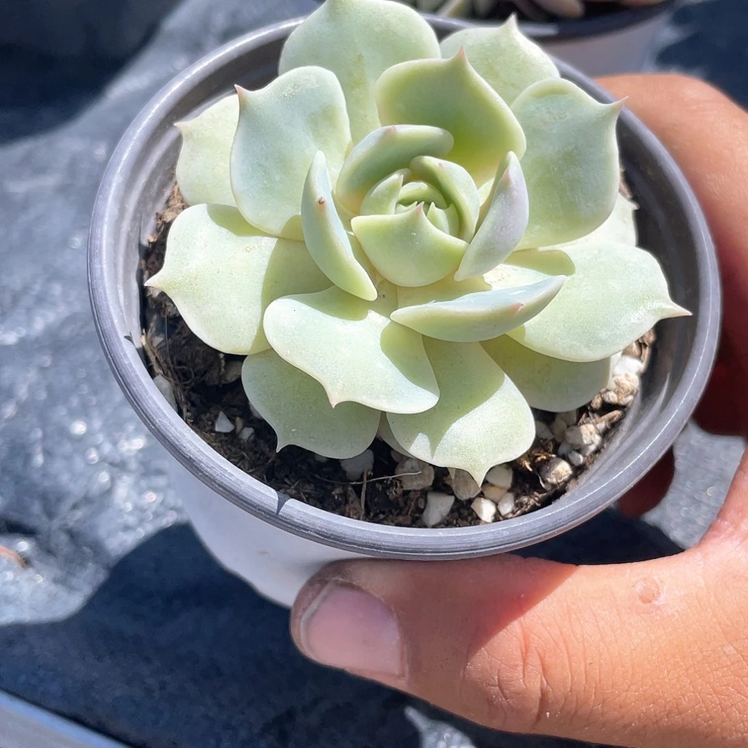 露娜莲小单头福利带盆发货