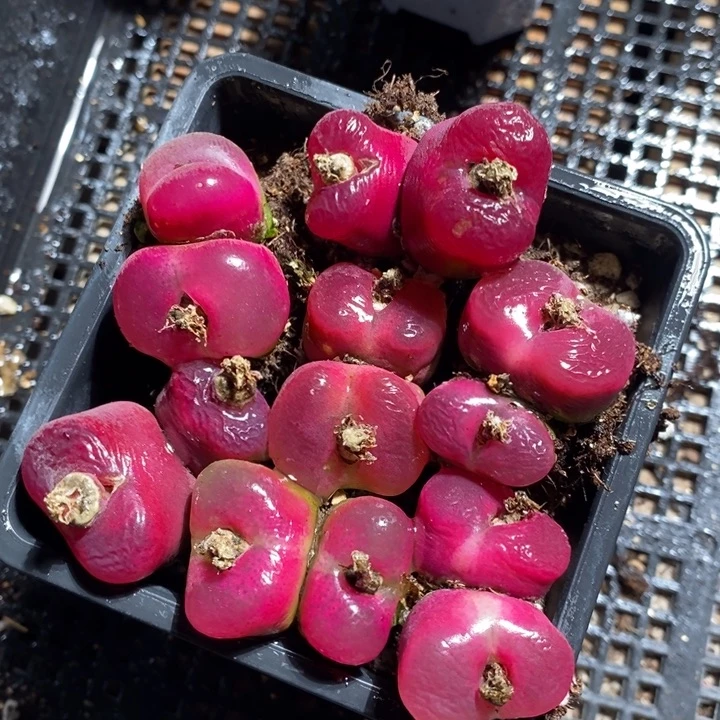 12275有伤一组一组