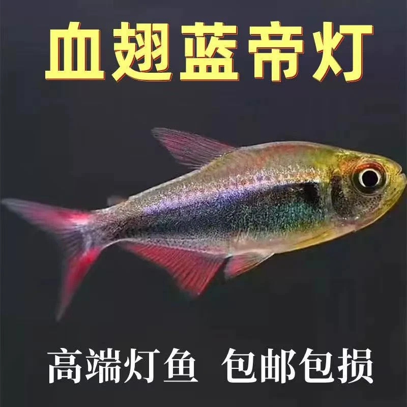 血翅蓝帝灯南美高端热带鱼淡水好养
