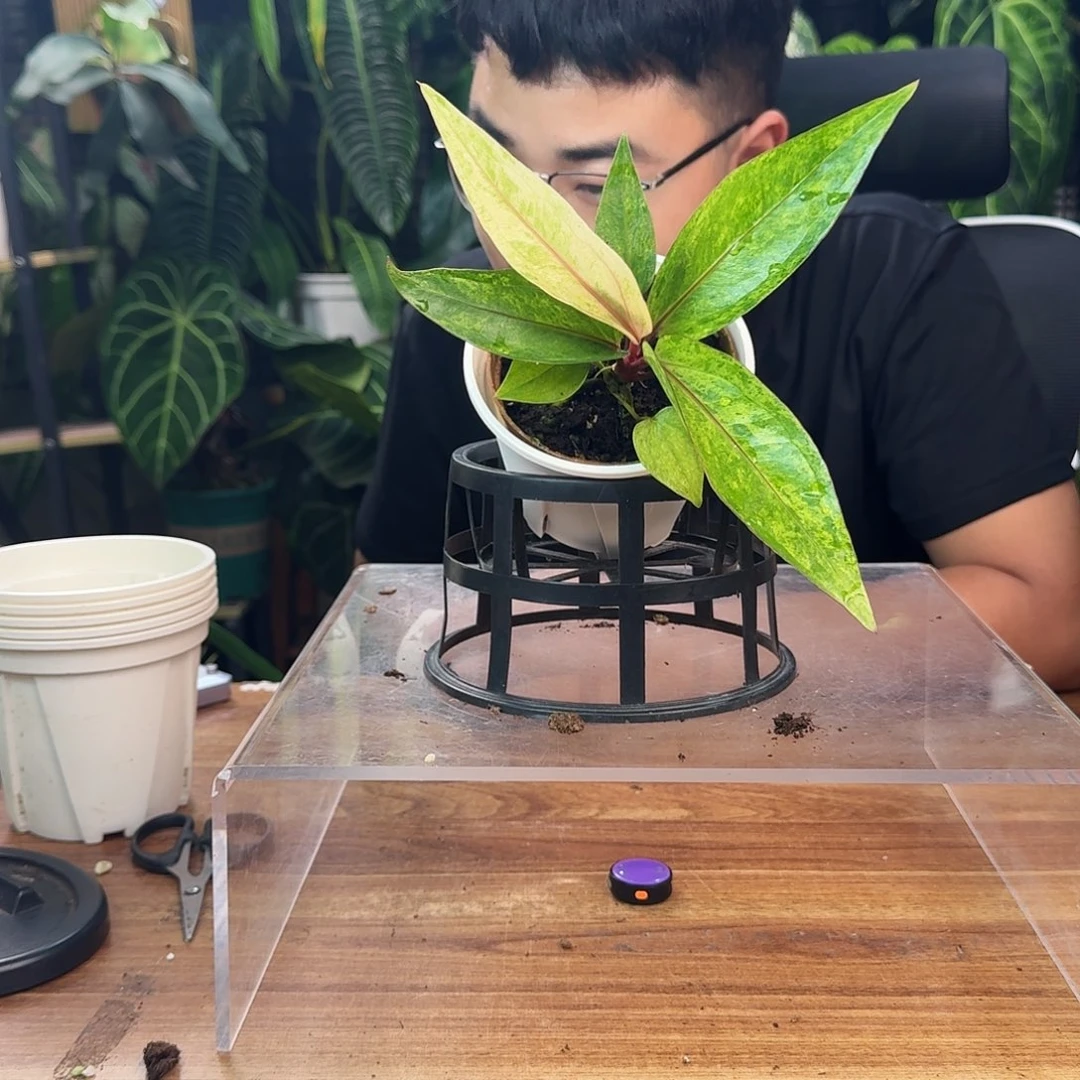 ？***无花朵一物一拍B635