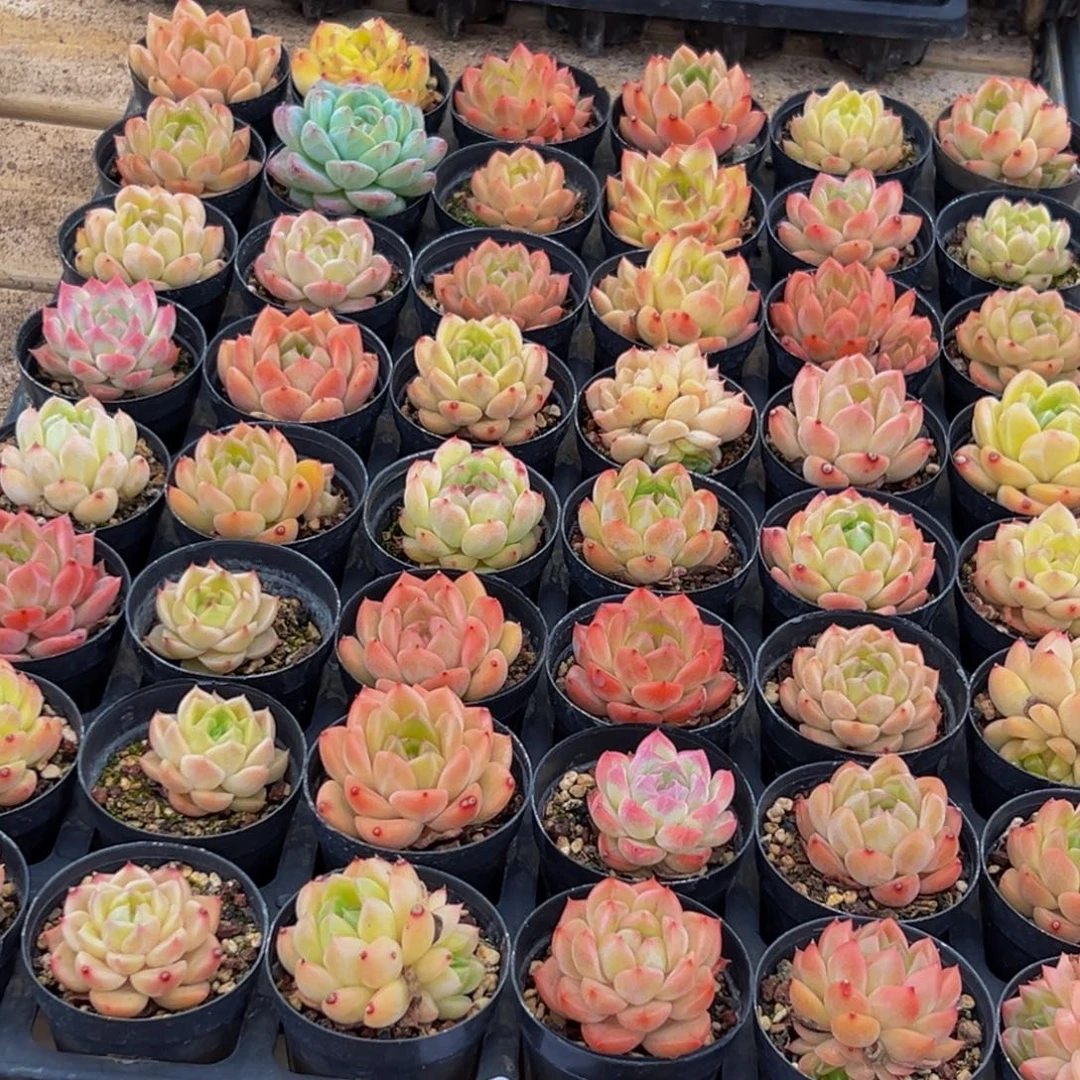 641多肉的小龙虾都有吃过吗哈哈哈