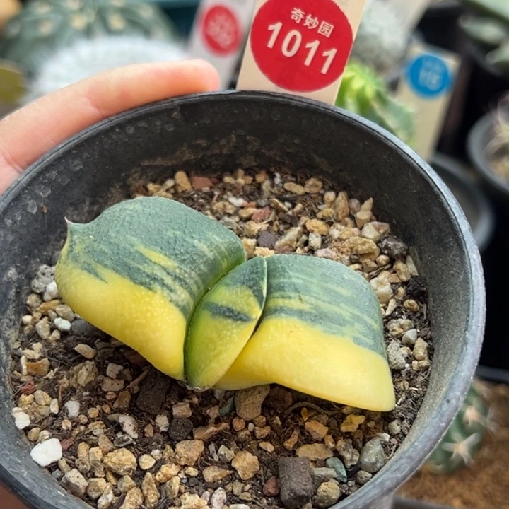 军佩卧牛锦一棵6980