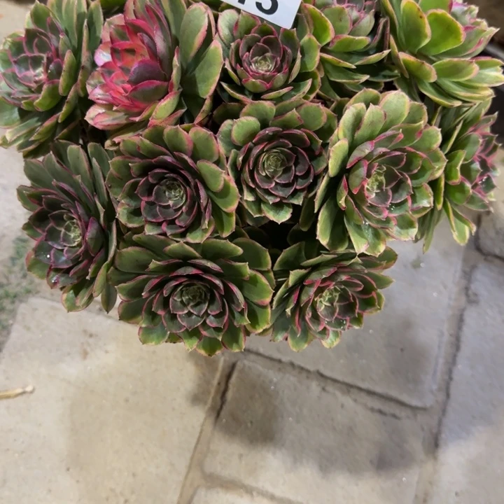 天**予粉花妖丛林315肉肉