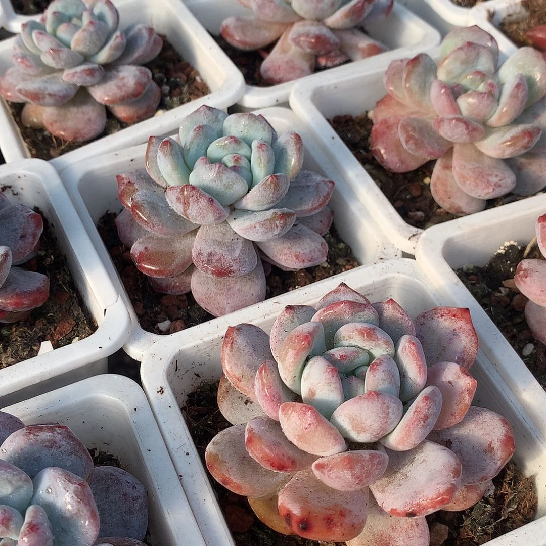 星影石化锦35677889990000