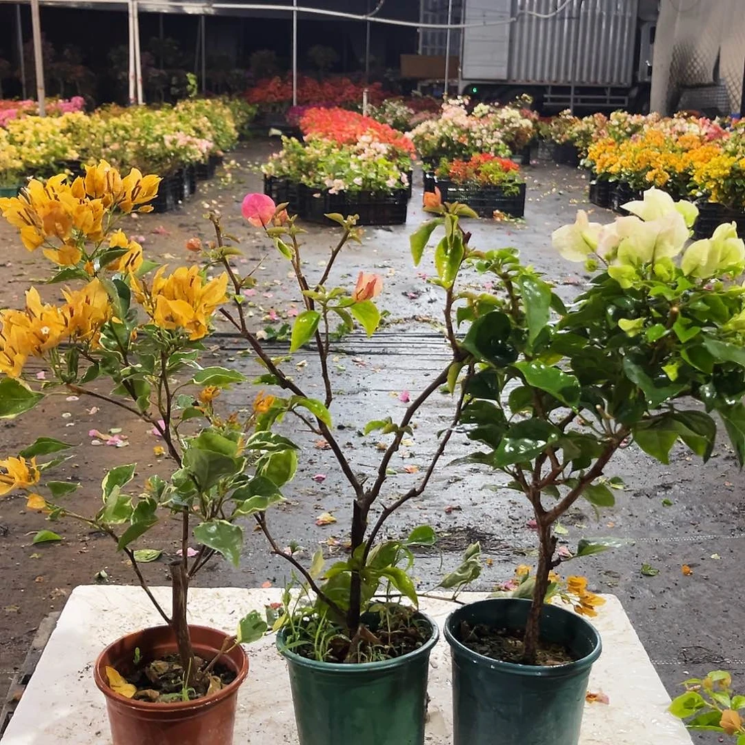 大部分花苞少量开放黄碟，阿朱娜，奶油