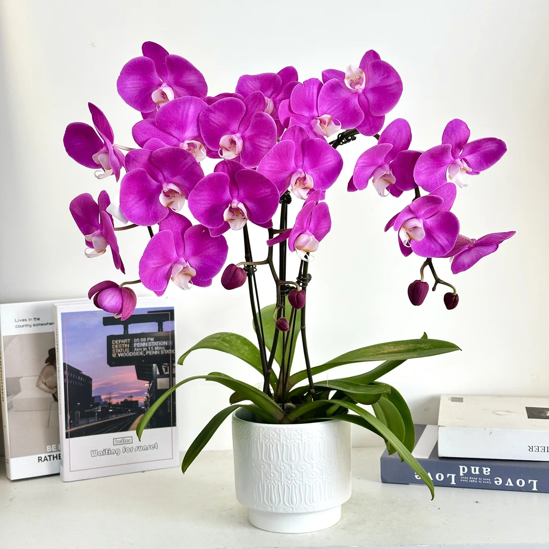 妗画【素心】蝴蝶兰鲜花精致组盆 开花株 室内绿植基地直发