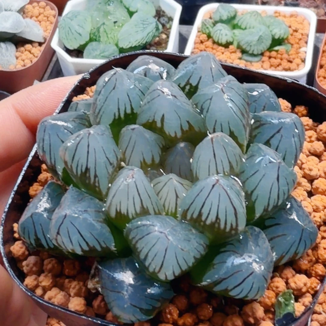 无花朵十二卷龙爪冰灯福利