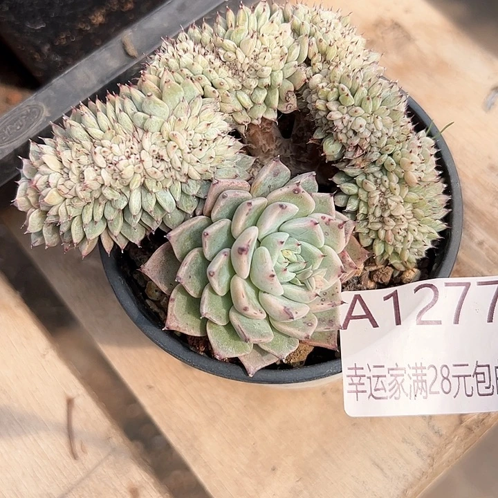 幸运的是我的朋友们