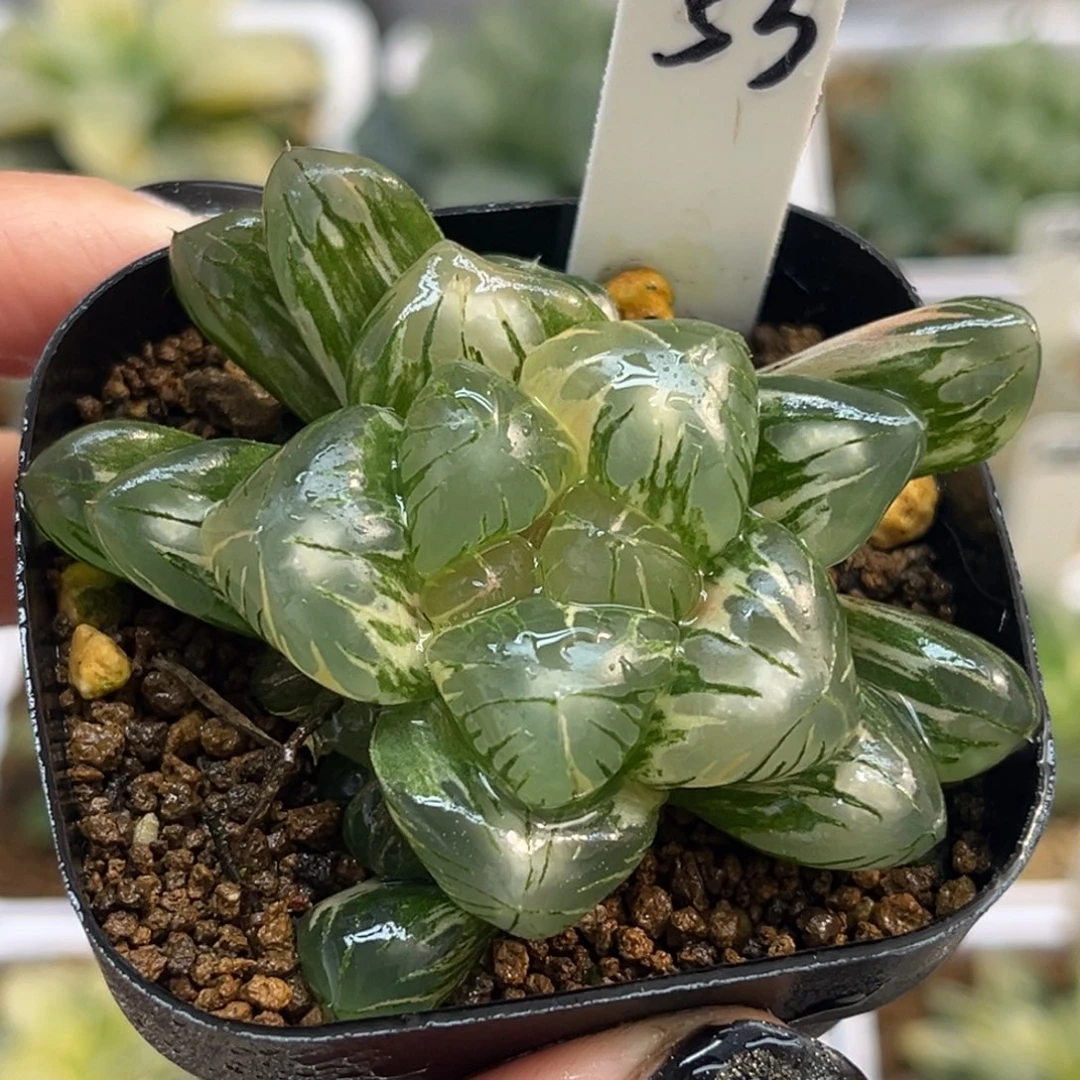 53巨大化老川灯芯玉露锦带仔福利专场