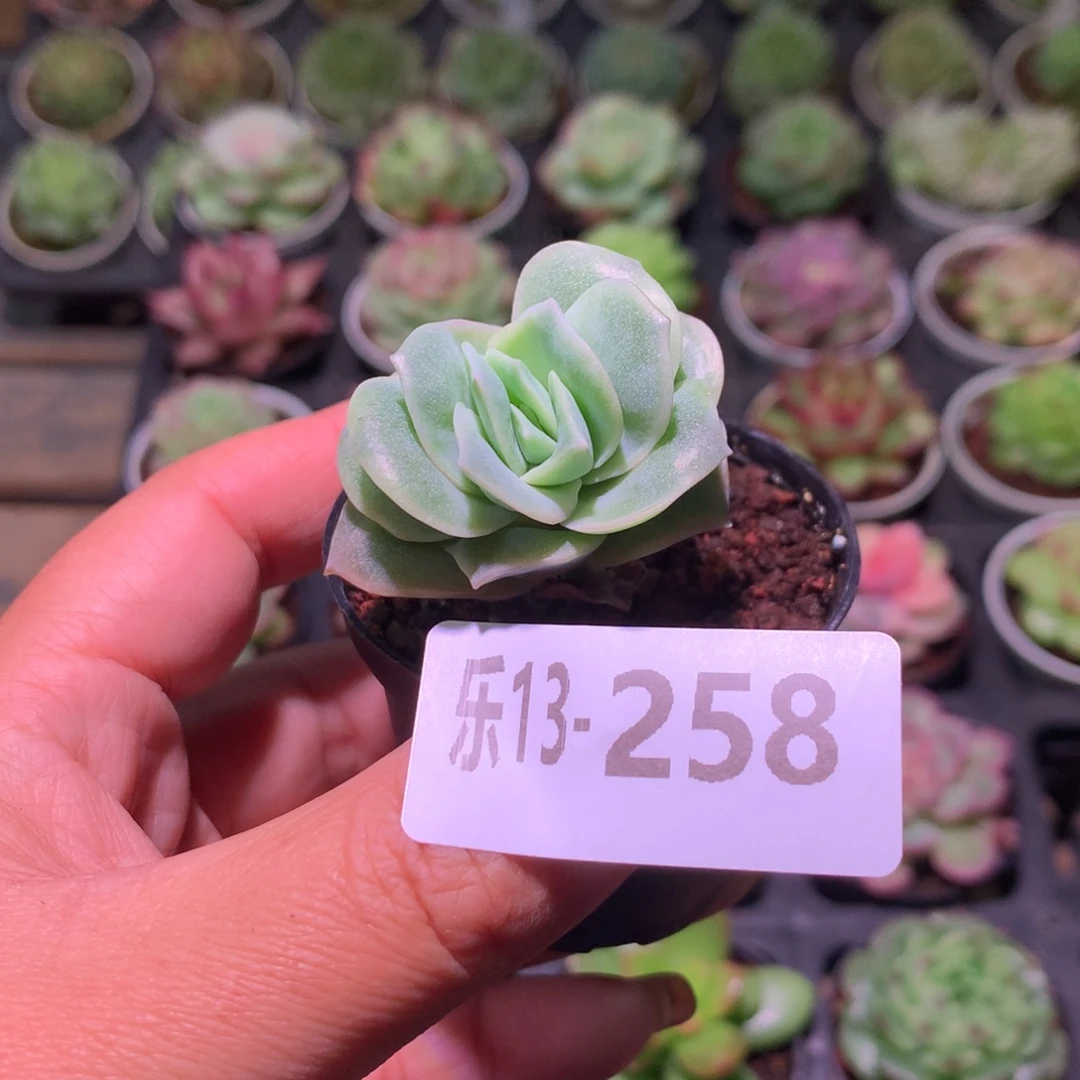 乐然13-258 可爱玫瑰