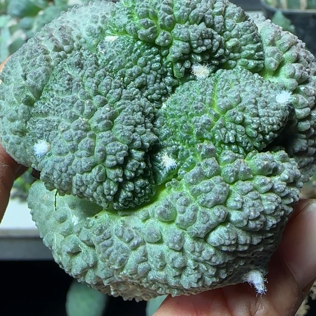 无花朵下播福利186