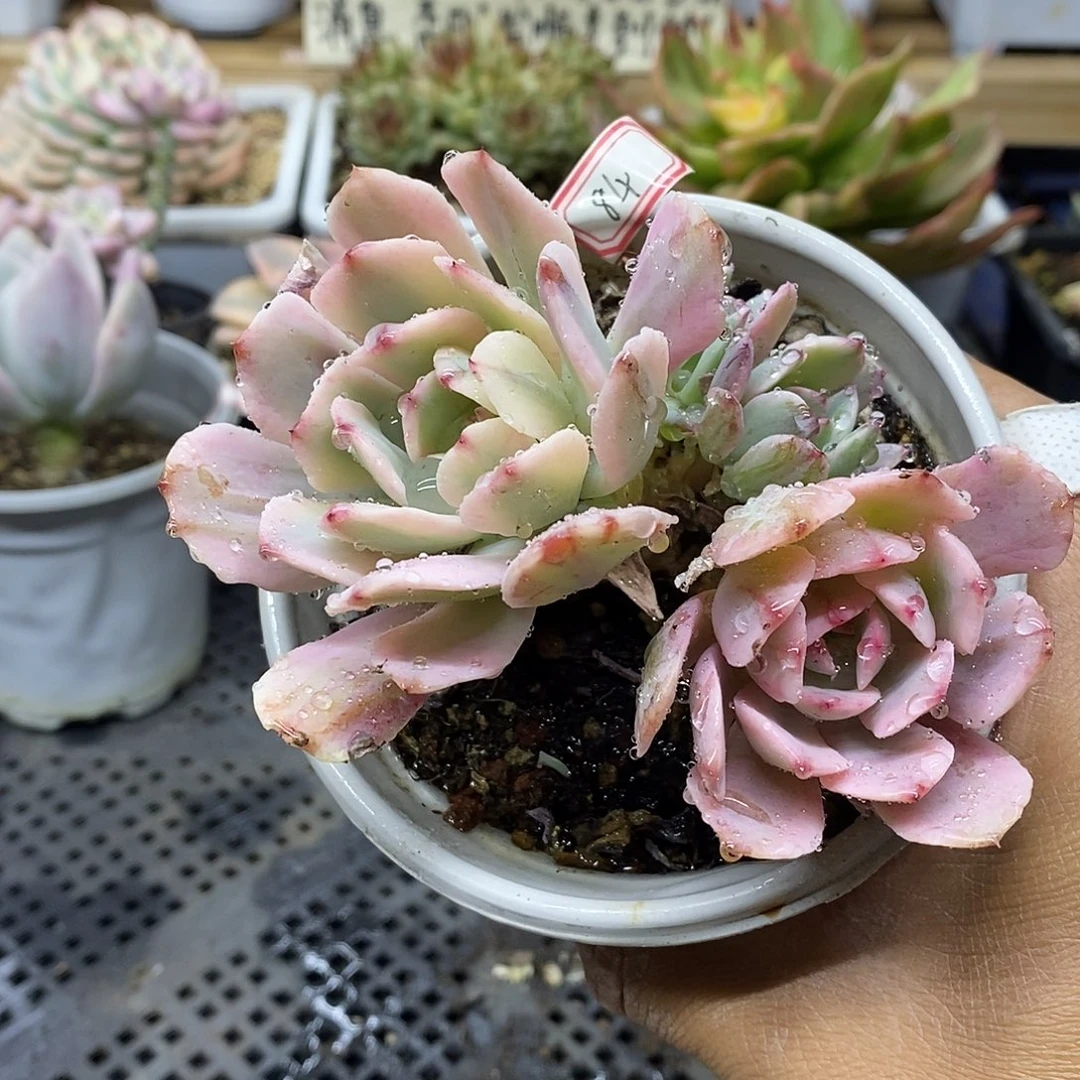 1784 老桩花车锦自然群