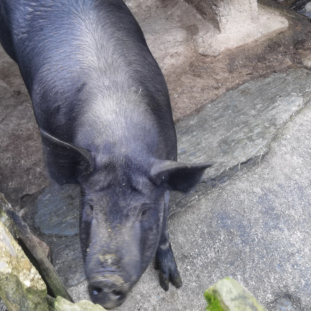 秦岭农家新鲜生态散养黑猪肉品质放心生猪肉