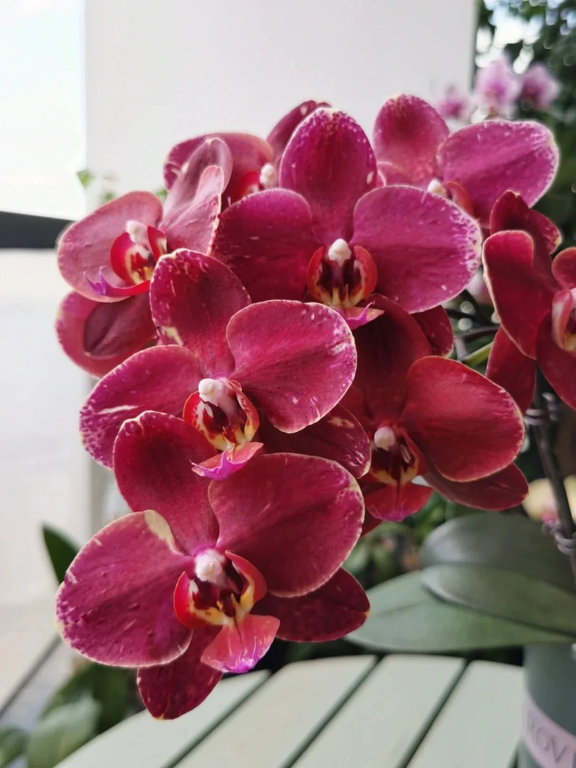 （突尼斯)加高加大杯高品质蝴蝶兰