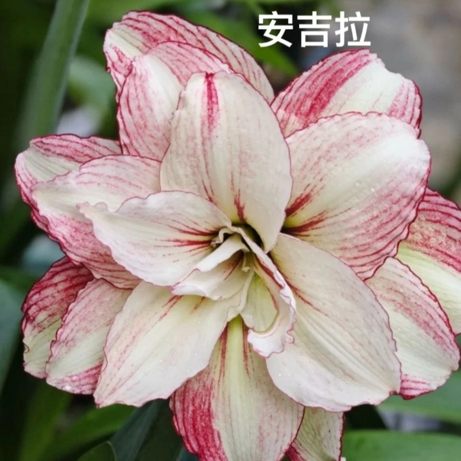 （安吉拉）朱顶红大花重瓣种球