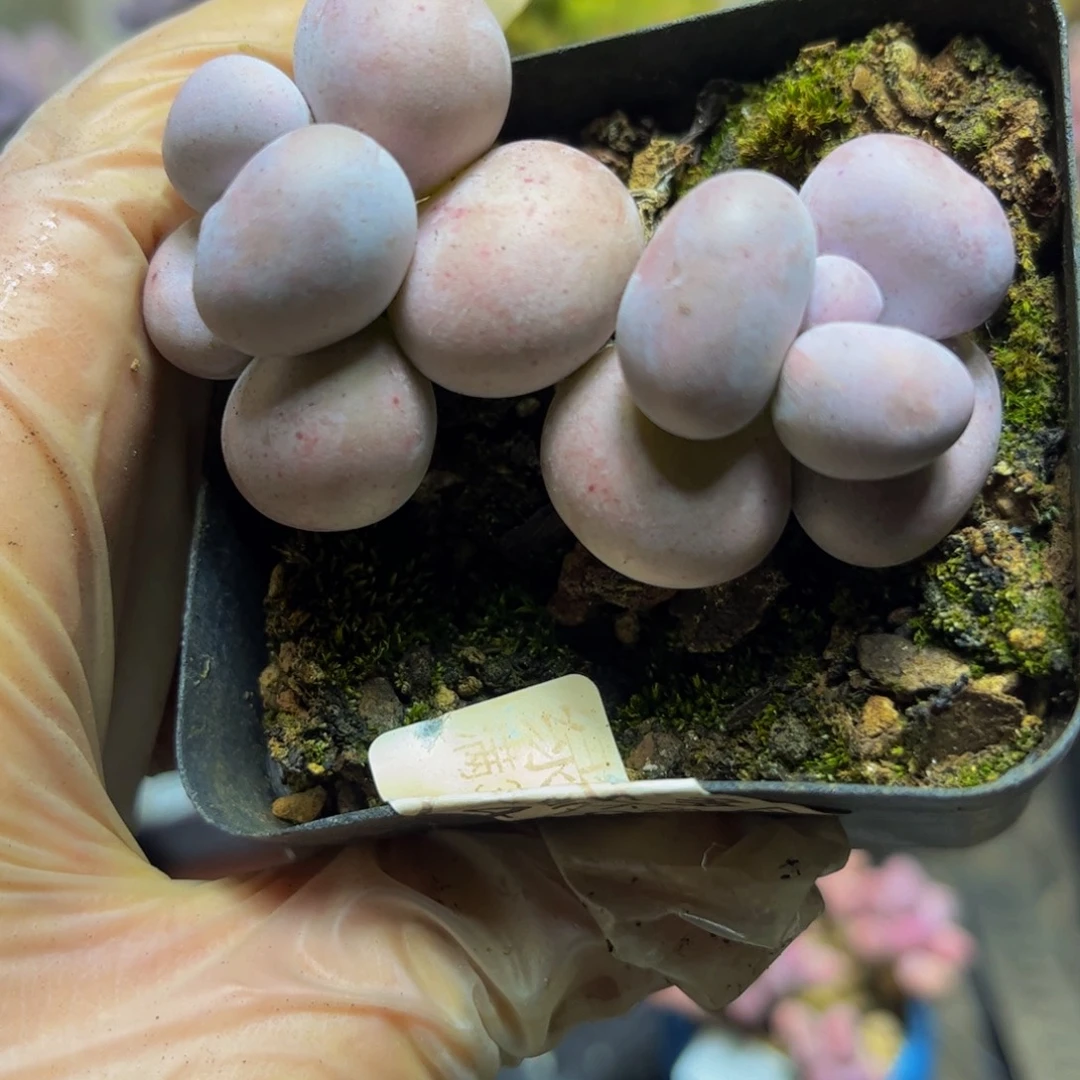 373芭比奶酪6.5厘米多肉