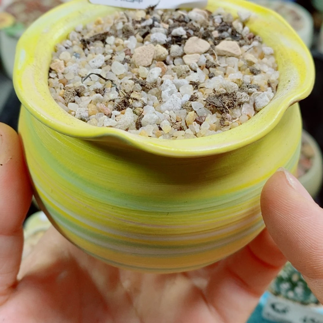 G**s其实哈哈哈哈哈哈哈哈哈哈97