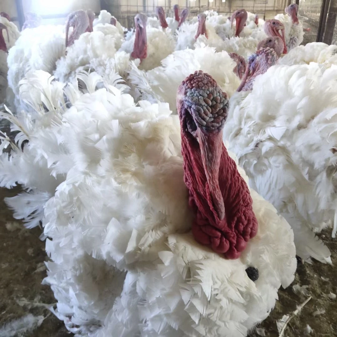 7月3日尼古拉 700 系白火鸡能长 35 到 50 斤 1 日