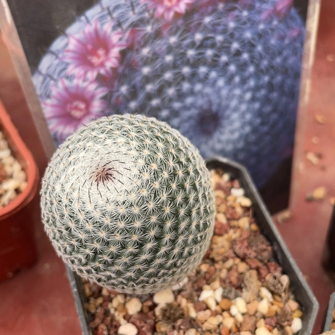 鹿角柱实生仙人球云裳丸