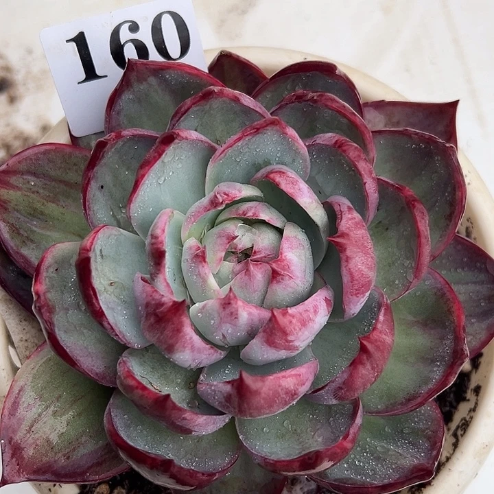 惊鸿惊鸿惊鸿160叶展14默认裸根发货