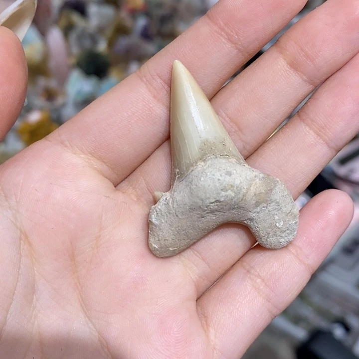 石材苍龙牙化化小奶牙