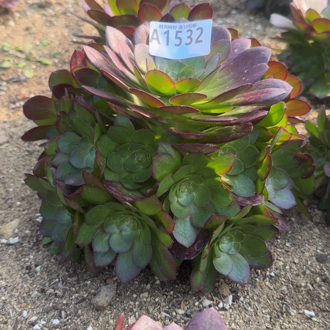 L***?1532雨荷寄养到秋