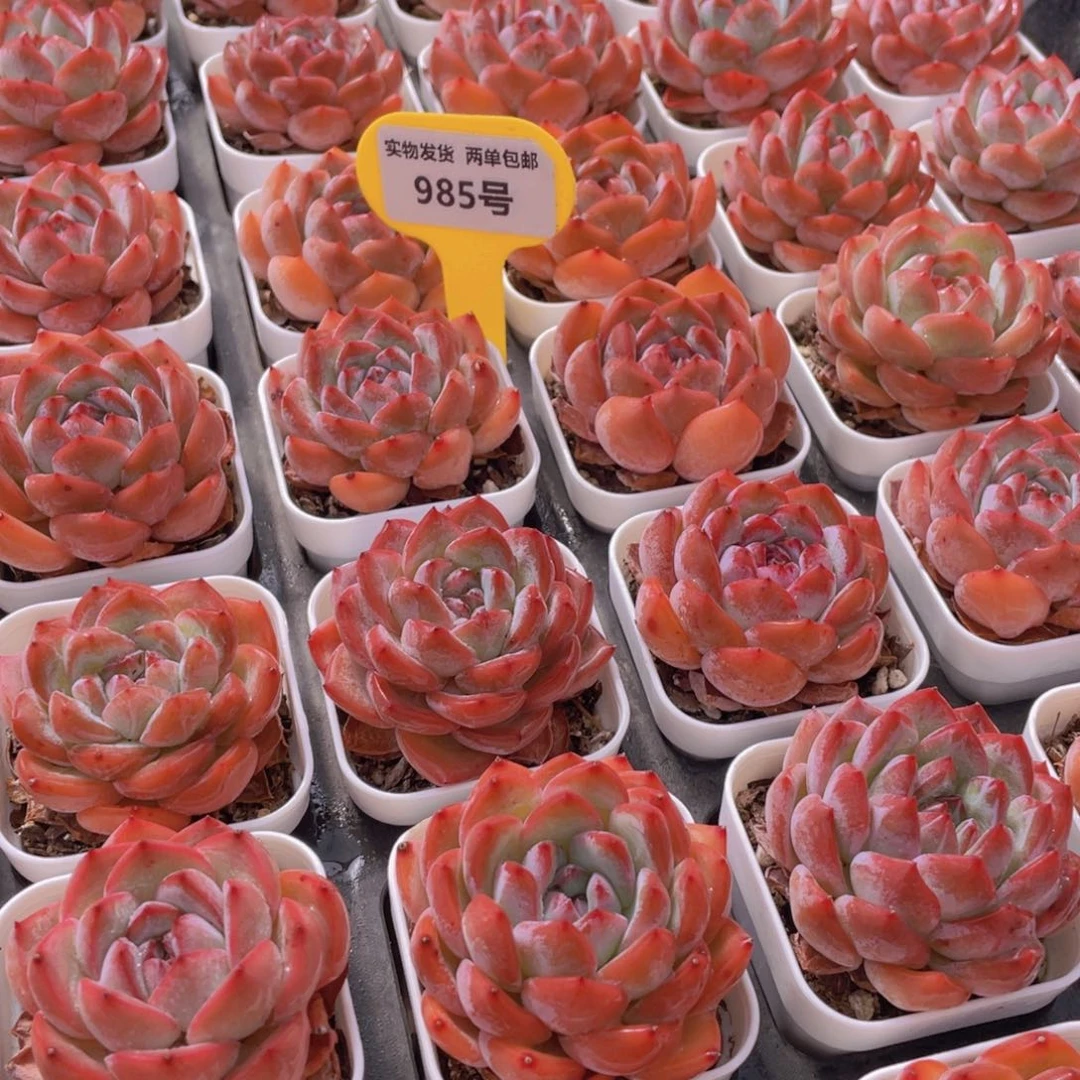 985号 草莓杏仁单头一个