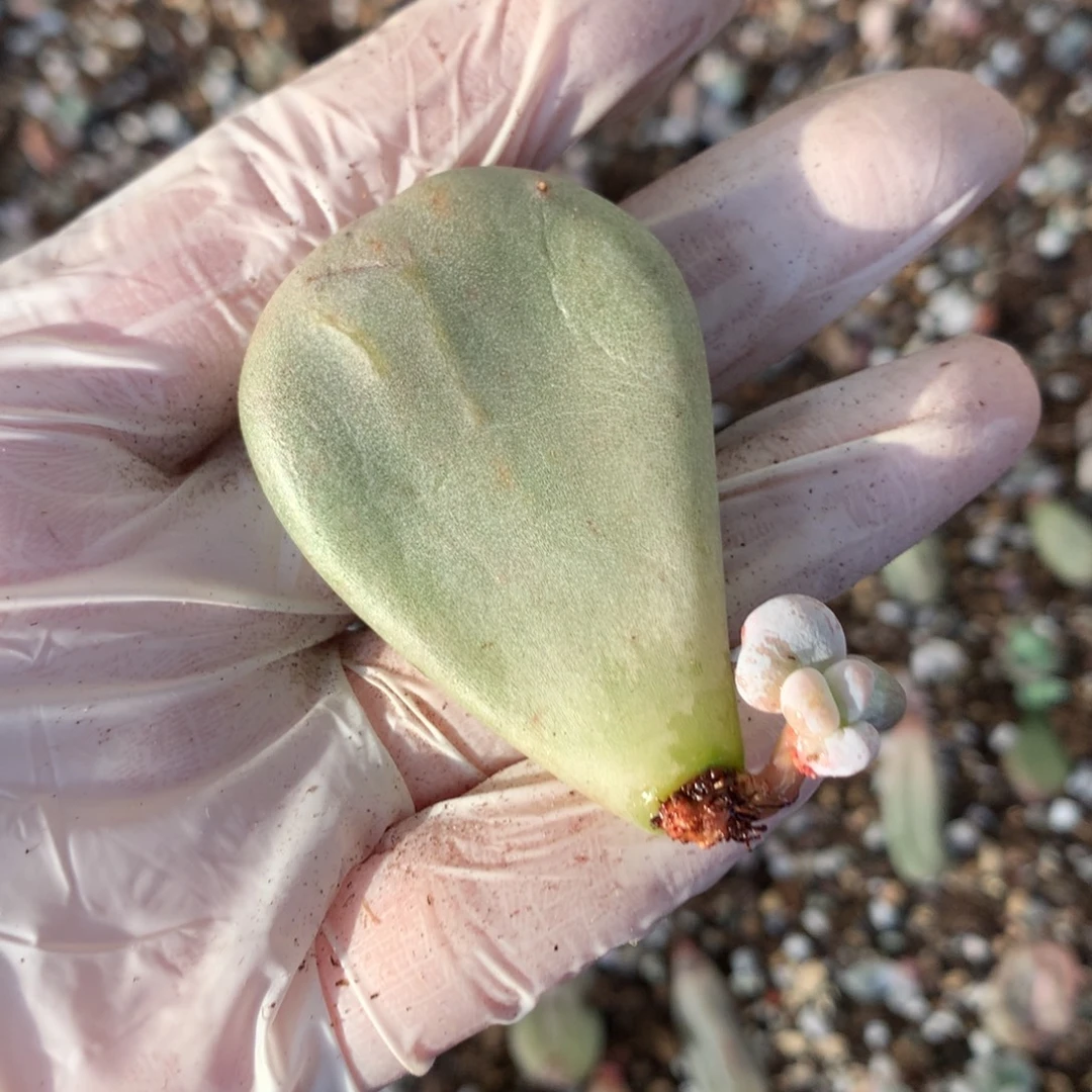 （母叶运输途中可能会掉下来）