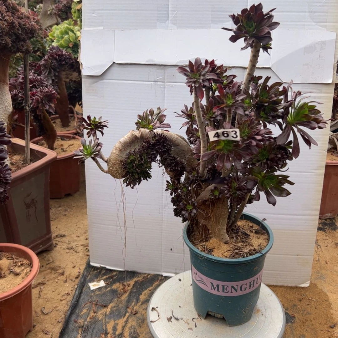 有伤黑缀463高37