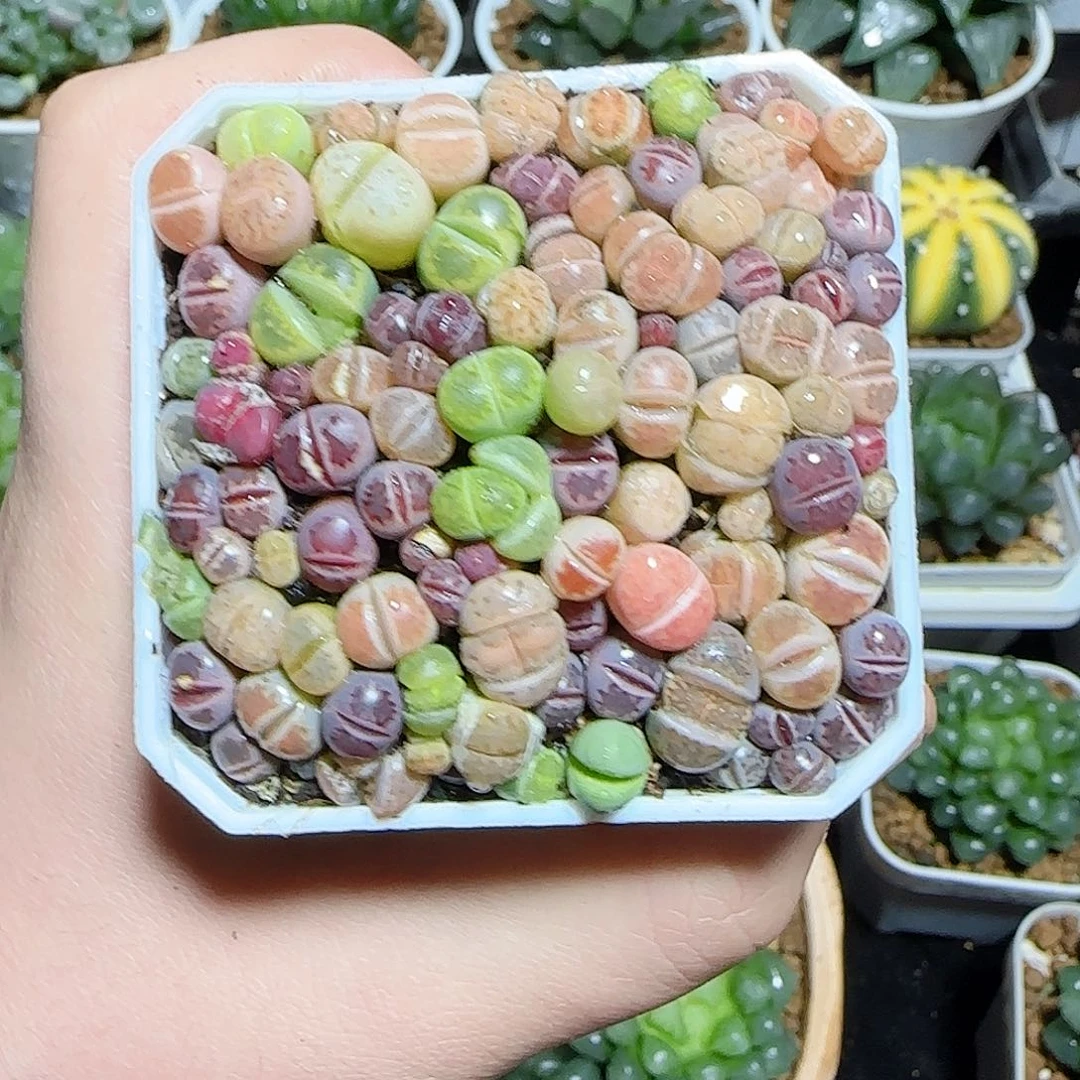 生石花原盆原土发货