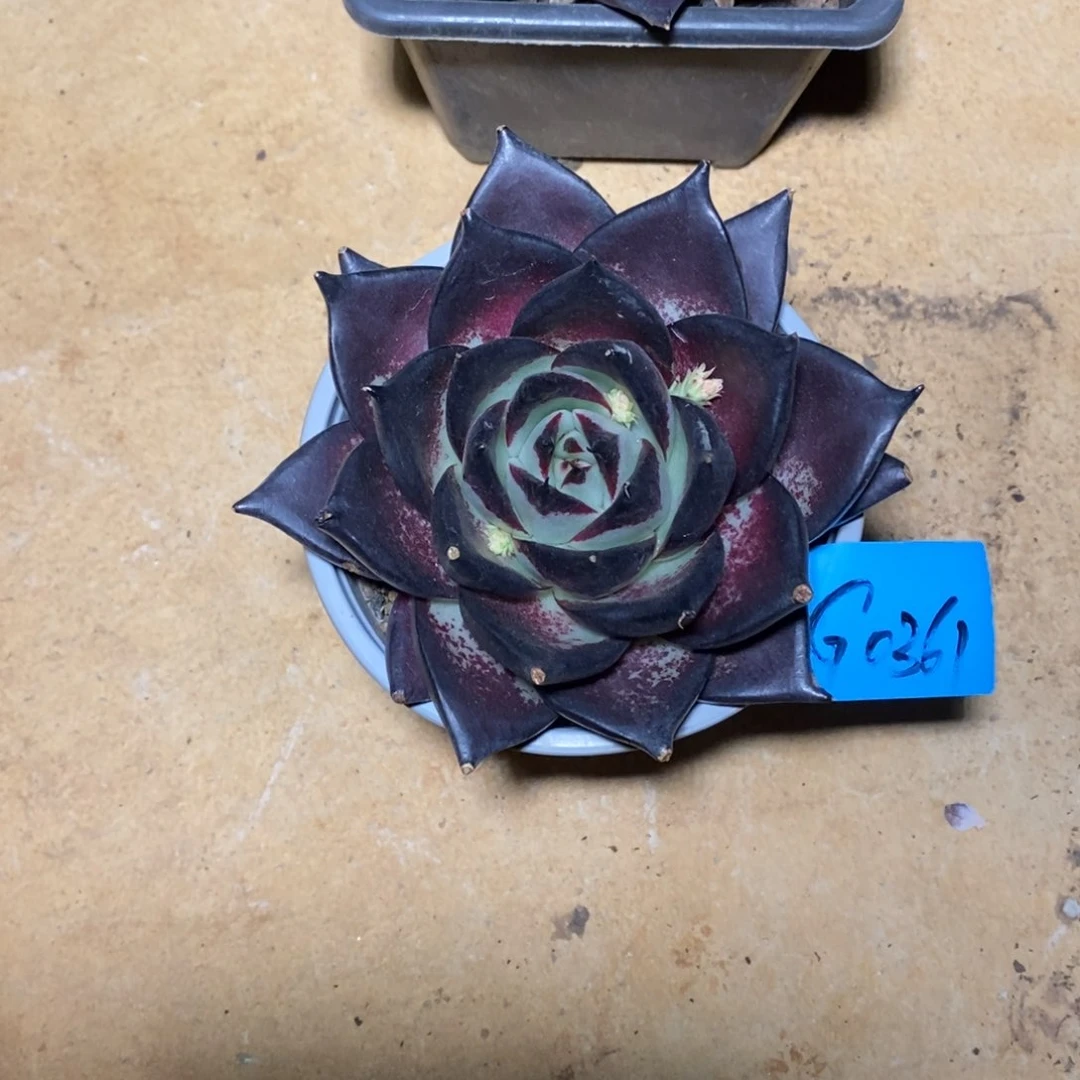 风**轻多肉植物多肉植物0361