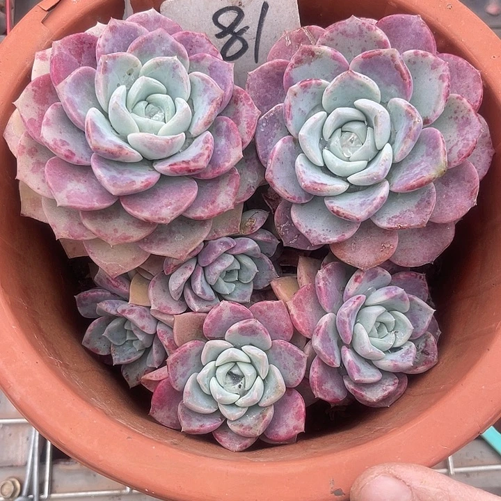 两单包邮，福利出肉杂交81