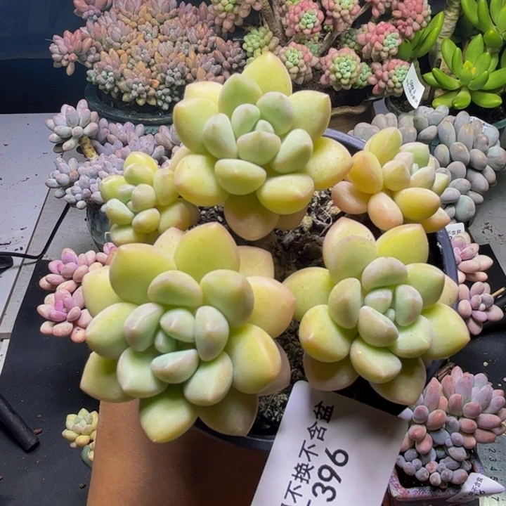 泡泡糖396/8cm多肉