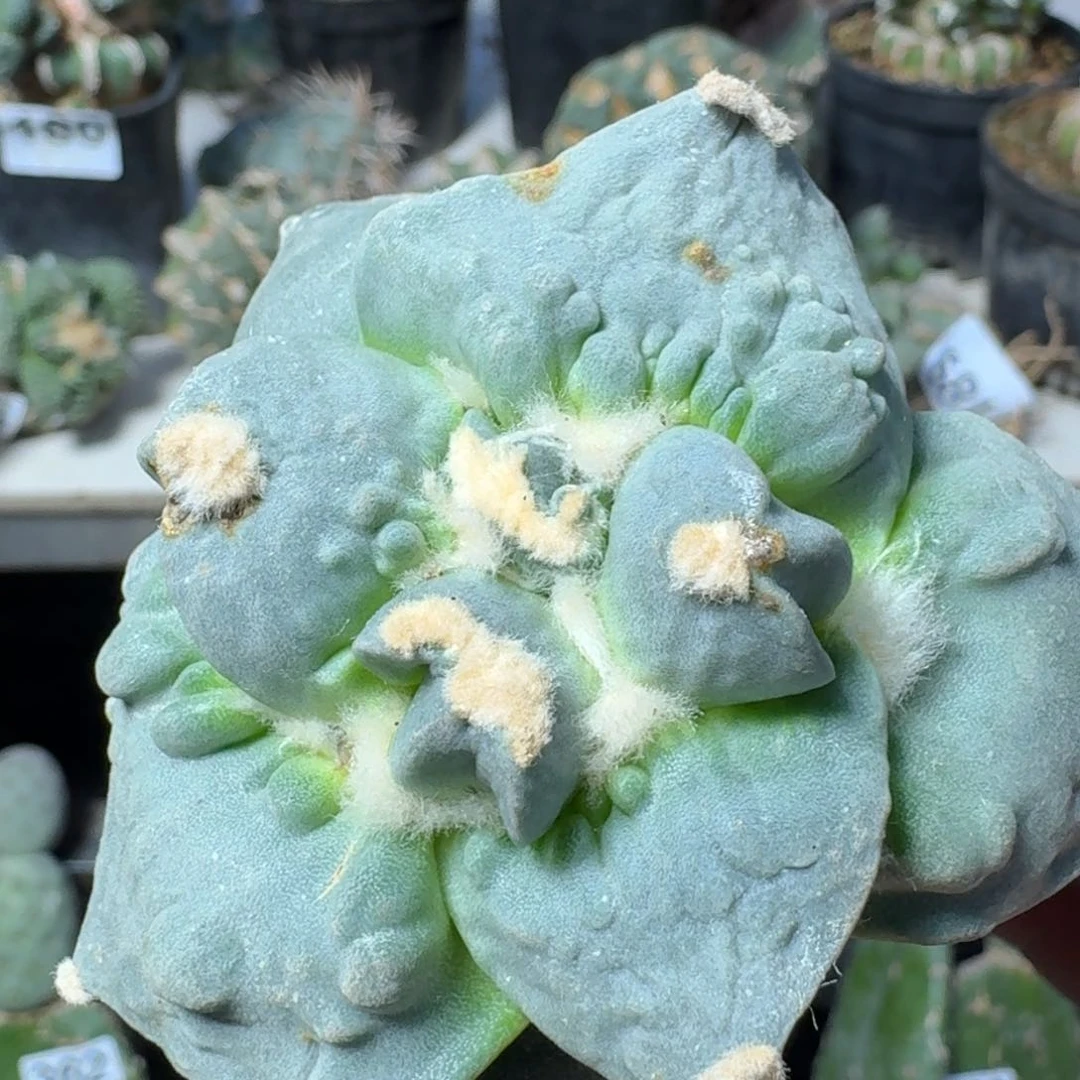 【闪购商品】无花朵大尤白肌瀑布涛826