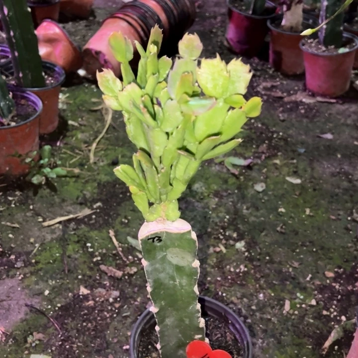 你****当前无花栽培后可以开花073  41