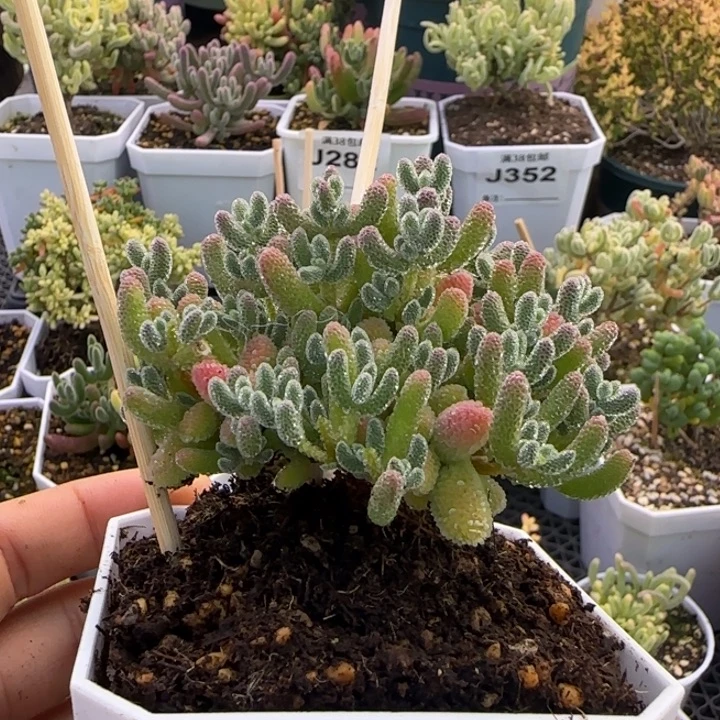 紫冰晶优选个体植物枝干