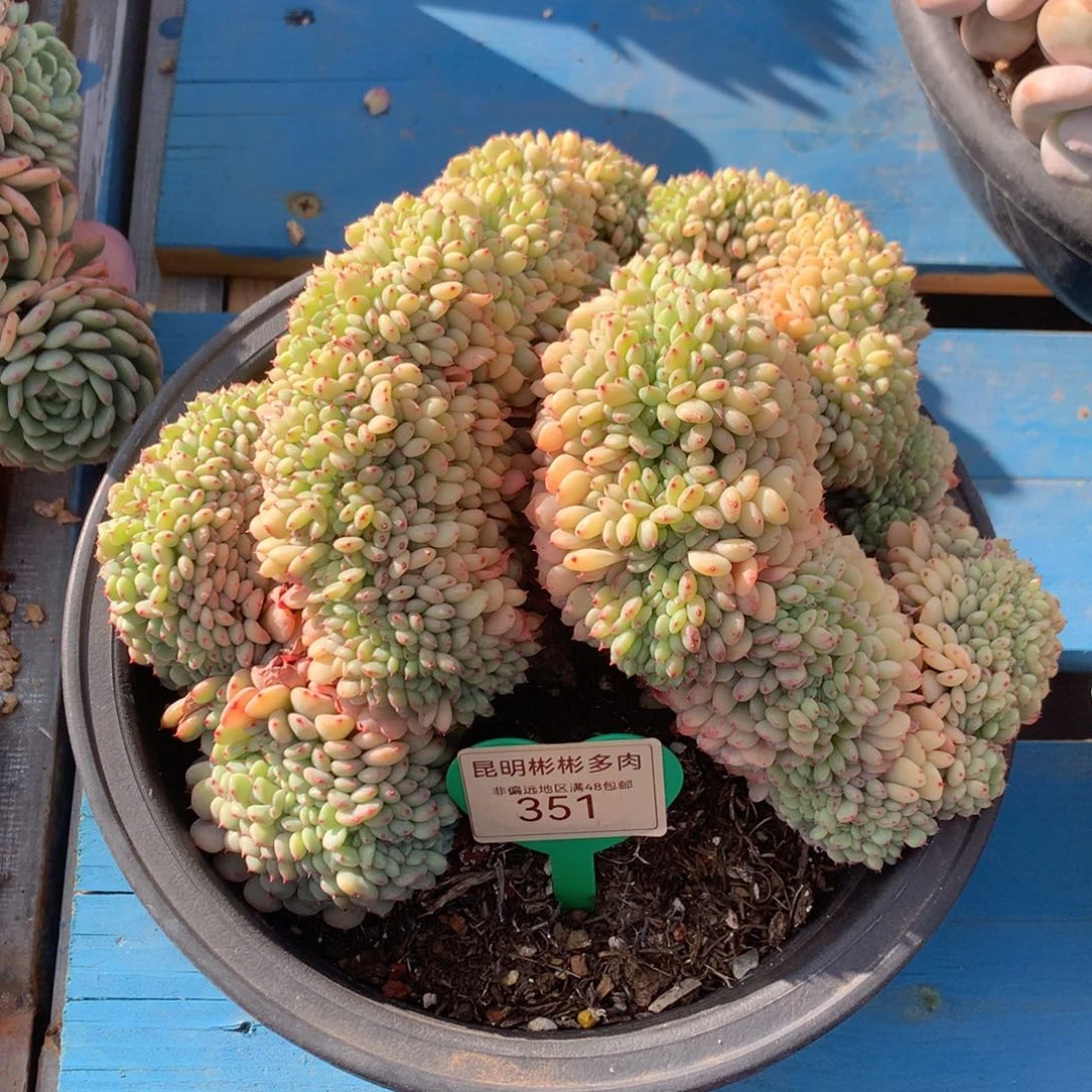 雪**舞白胖子缀化一物一拍351