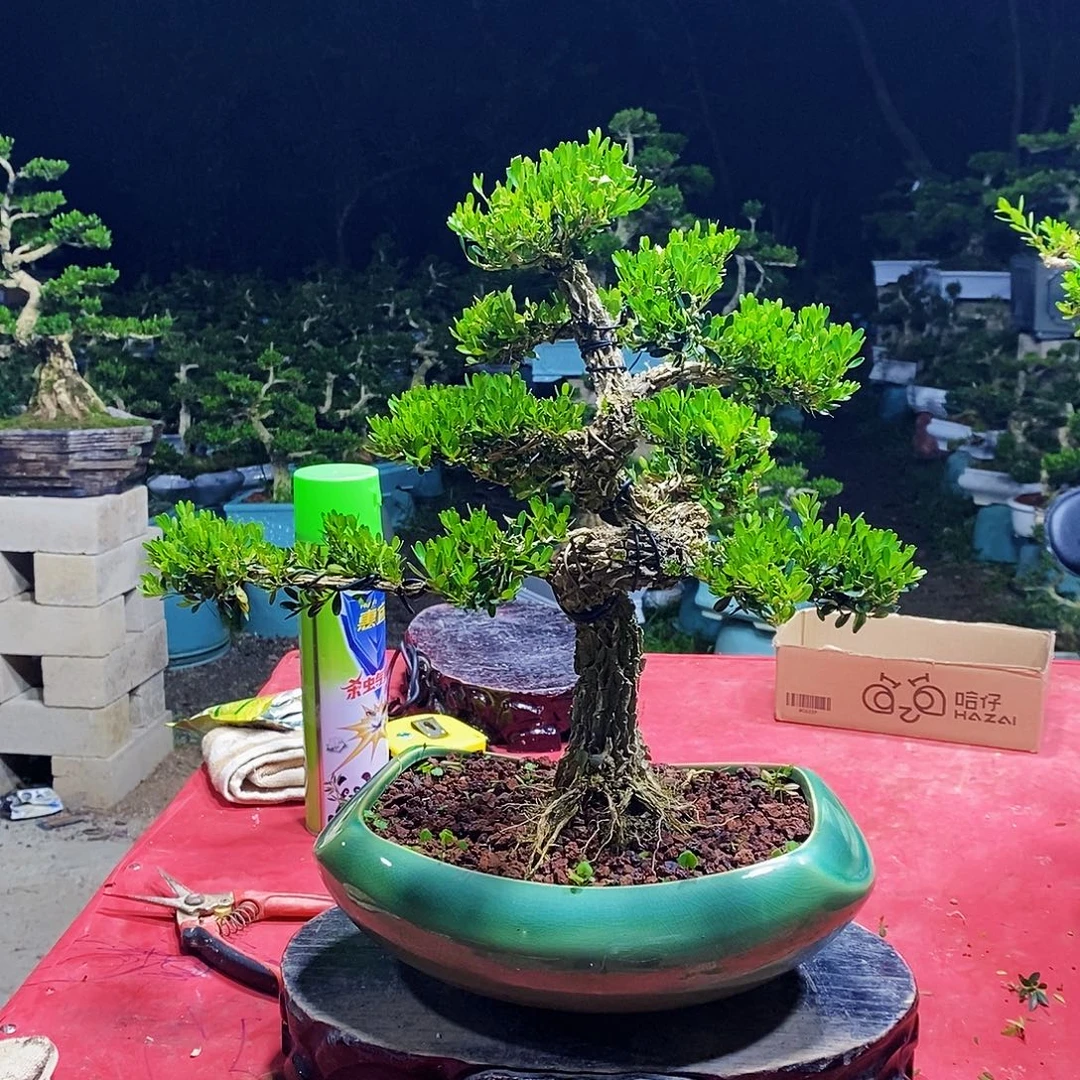 用***3完全开放广东黄杨盆景