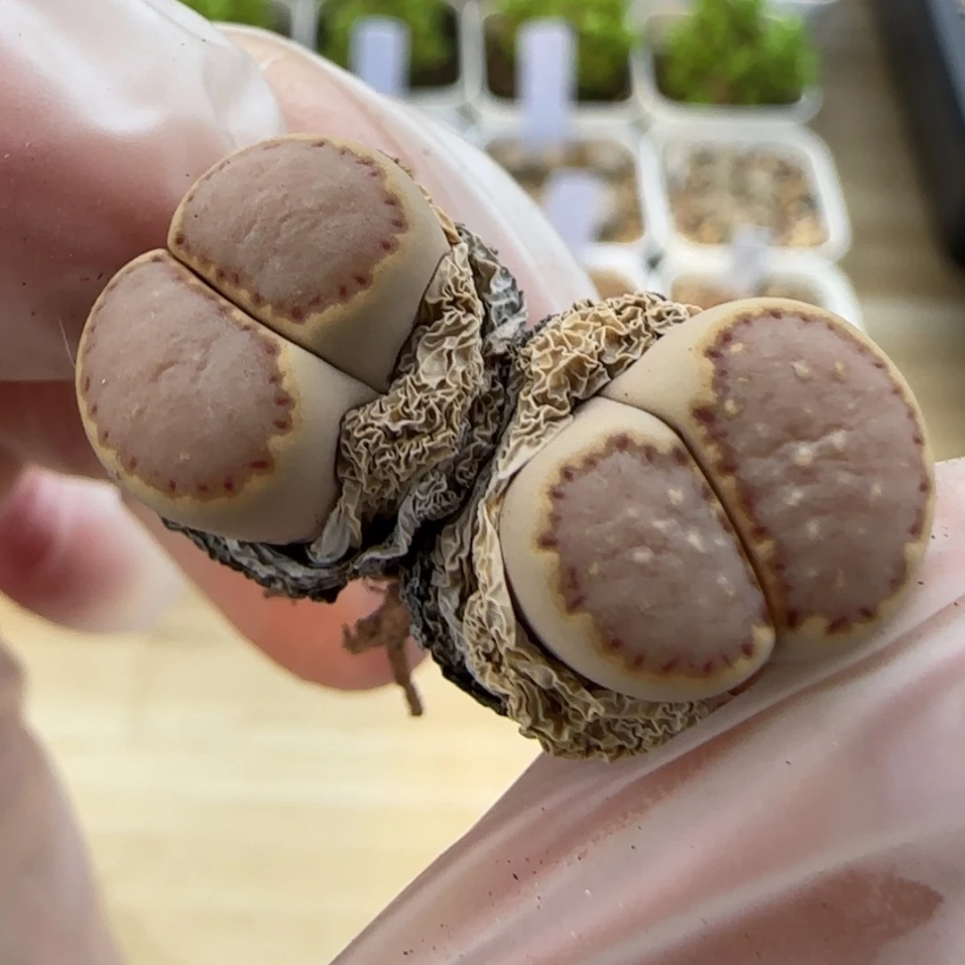 6.17。  饼干。  5008