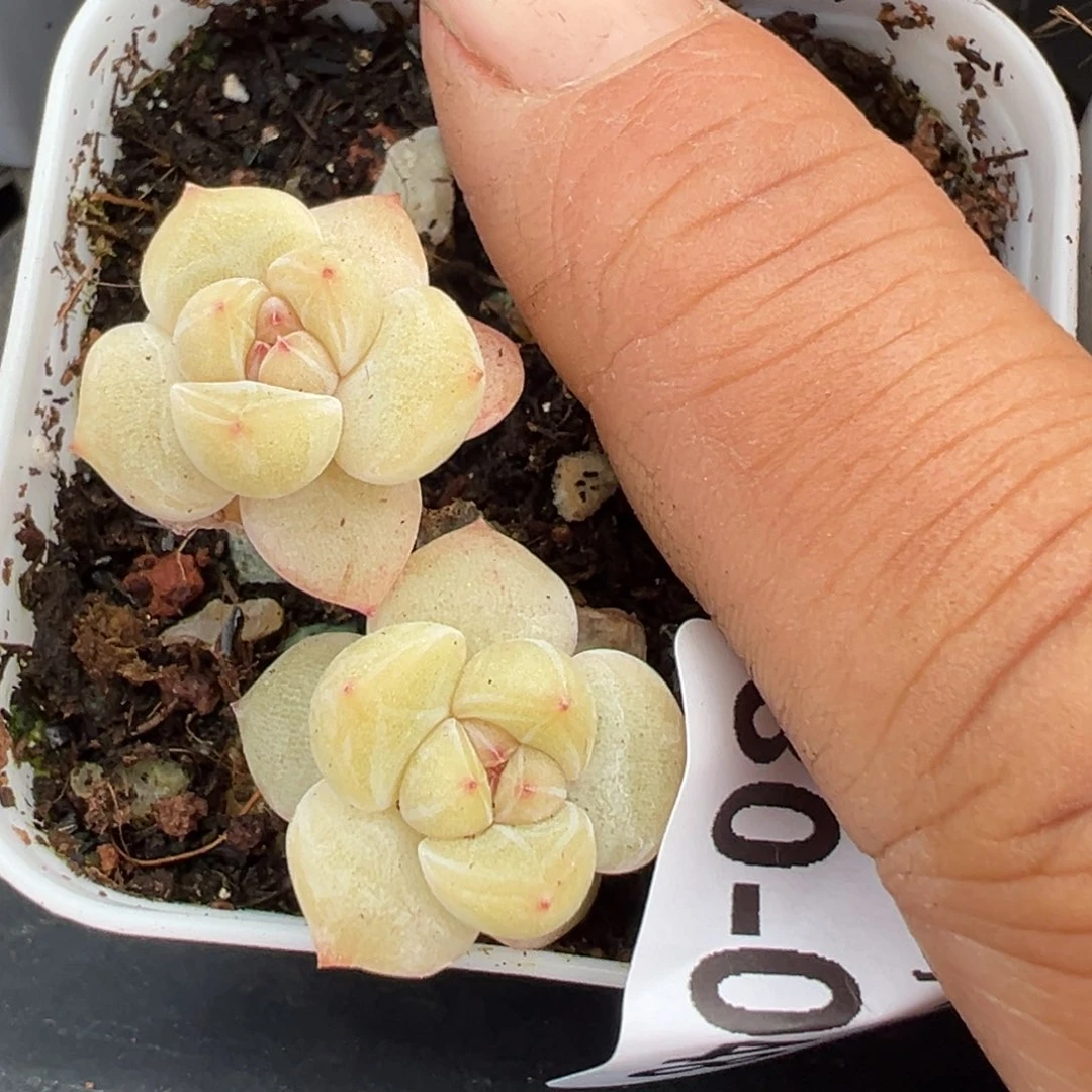 ?****萌小卡拉米糖心一物一拍30-48