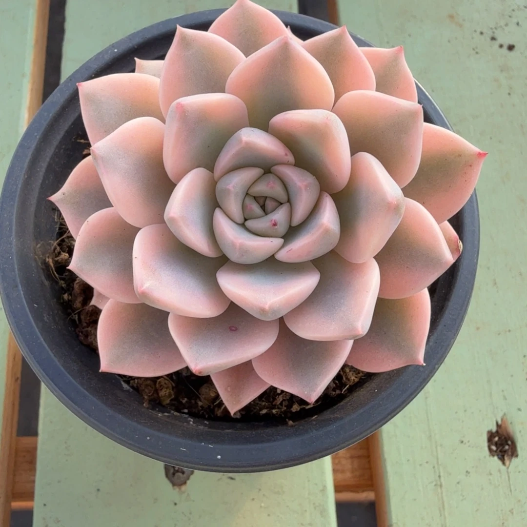 红粉佳人锦锦上园艺一物一拍