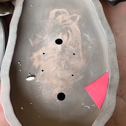 紫砂花盆树*Mmmmmmmmmm