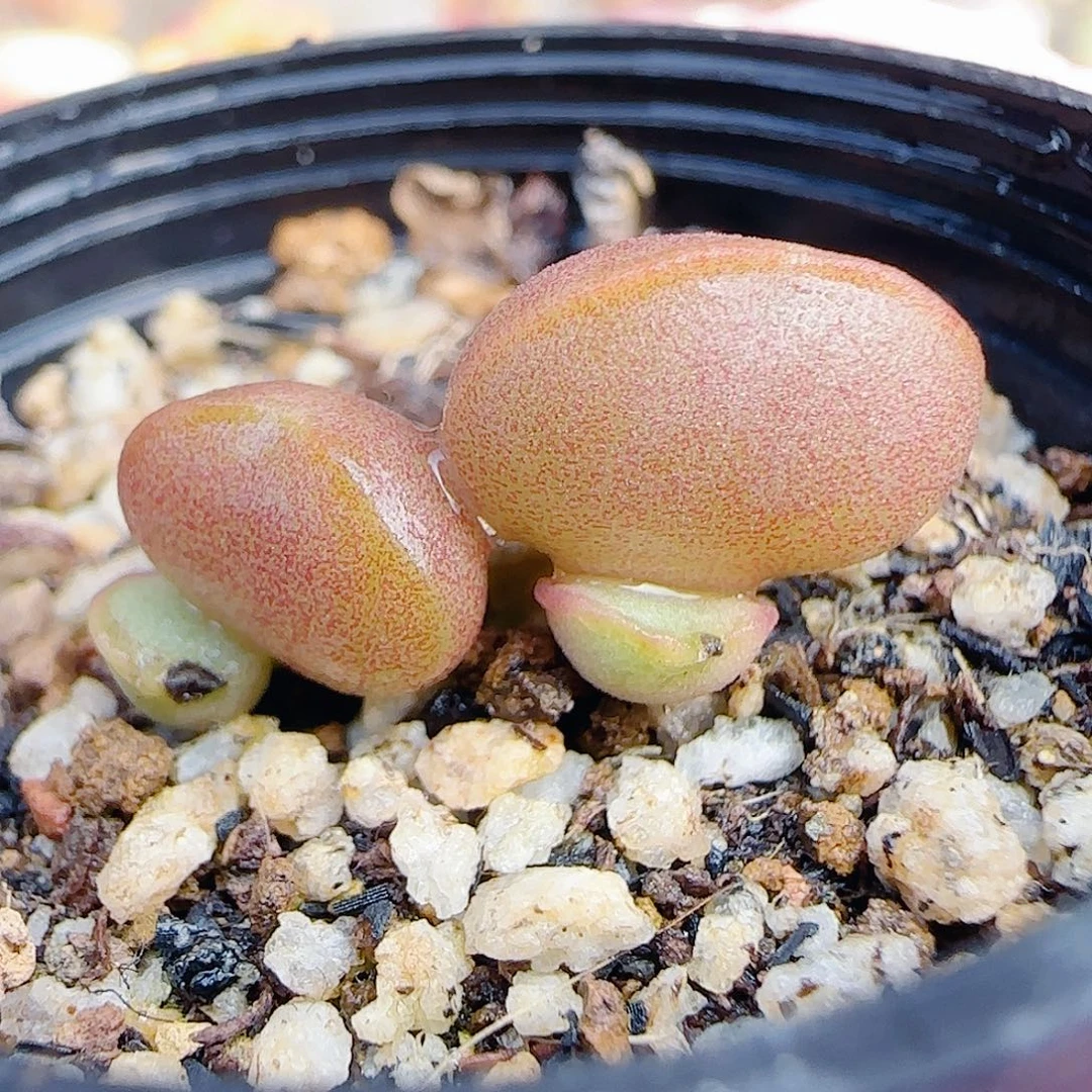 L 可爱雪蛋 盆口3cm 微瑕