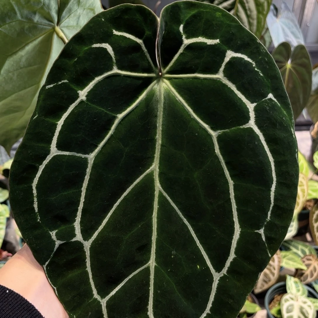 完全开放哥伦比亚黑水晶