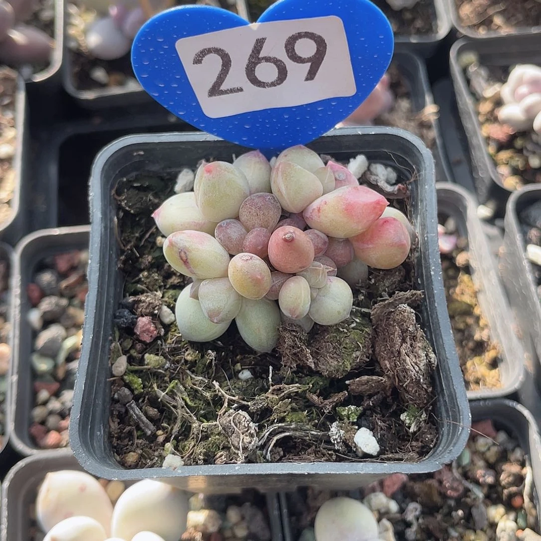 重楼 脱土发 7口盆